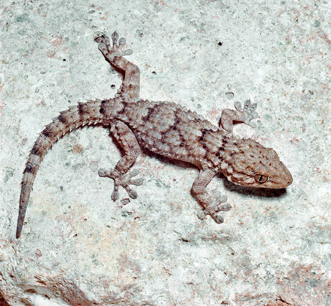 Tarentola mauritanica, Phyllodactylidae, Tarente de Maurétanie, Tarente du midi, Tarente commune