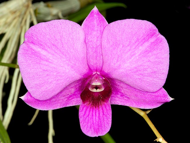 Dendrobium bigibbum est l’emblème floral du Queensland. Nombreuses variétés et hybrides © Giuseppe Mazza