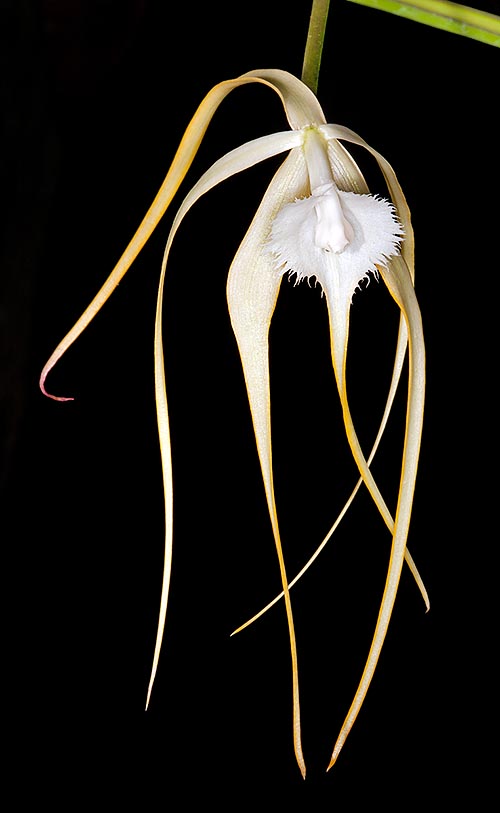 The Brassavola cucullata is rather easy to cultivate © Giuseppe Mazza