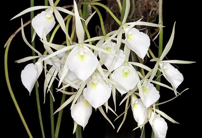 Easy to cultivate, Brassavola flagellaris gets its name from the thin long leaves, similar to flagella © Giuseppe Mazza