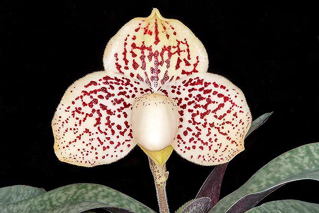 The Paphiopedilum godefroyae has 5-10 cm flowers, quite big, and is easy to cultivate © Giuseppe Mazza