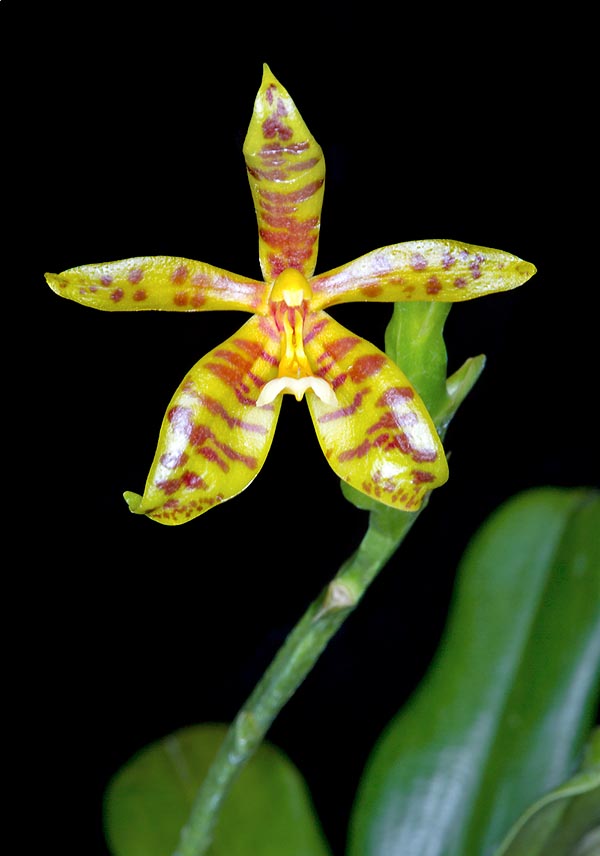 Easy to cultivate, Phalaenopsis cornu-cervi is a much floriferous small orchid © G. Mazza