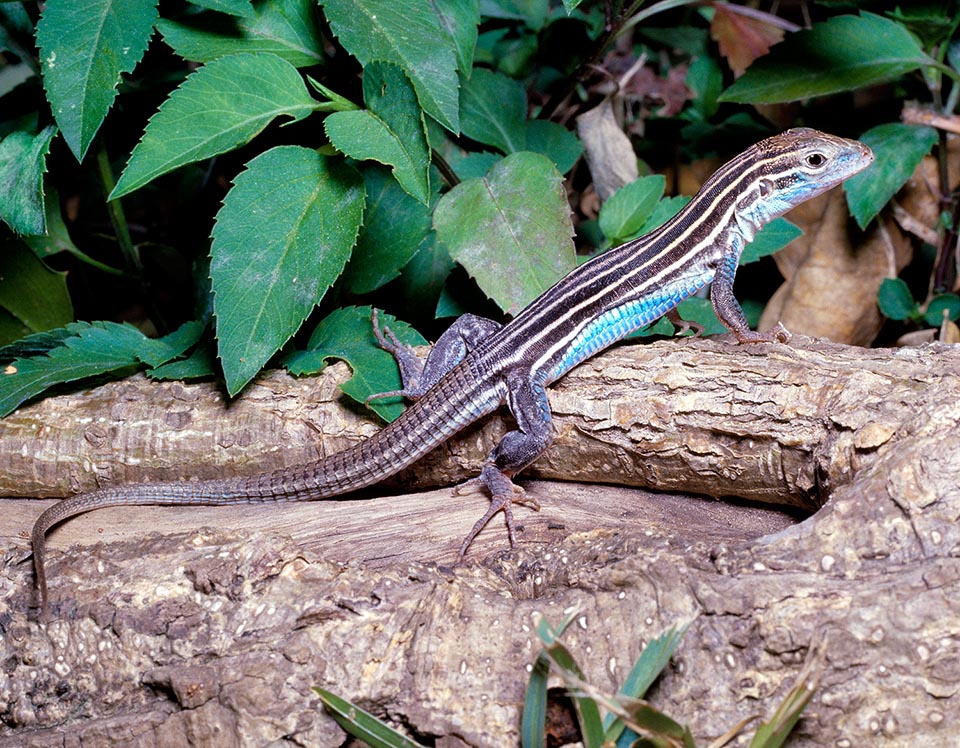 Cnemidophorus sexlineatus, Teiidae