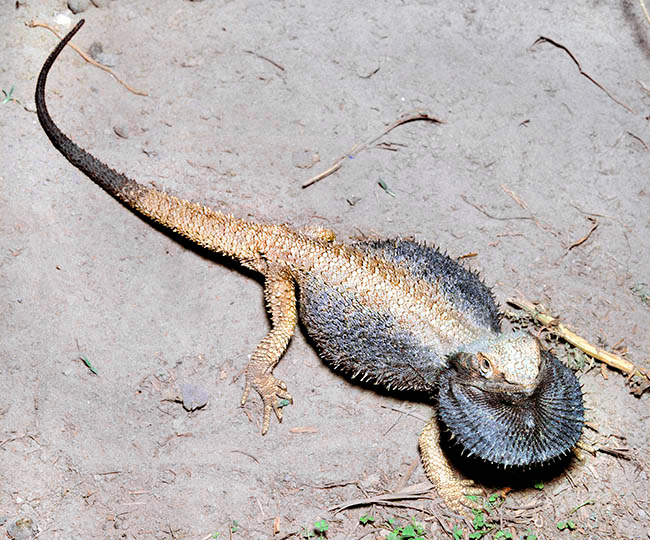 Pogona barbata, Agamidae, Drago barbuto orientale