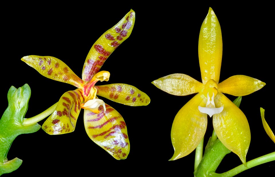 Normal form and albino with no stripes and spots. It adapts to various light situations, but needs medium-high temperatures, high humidity and constant ventilation © Giuseppe Mazza