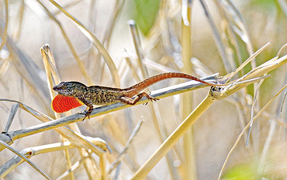 Anolis sagrei 