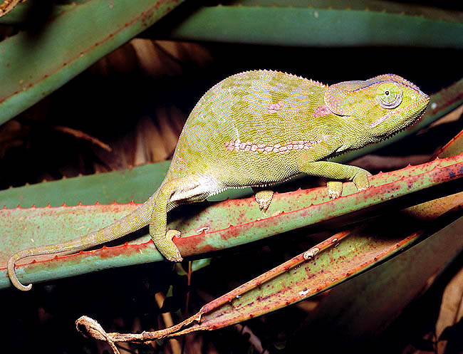 Chamaeleo dilepis, Chamaeleonidae, Caméléon à cape 