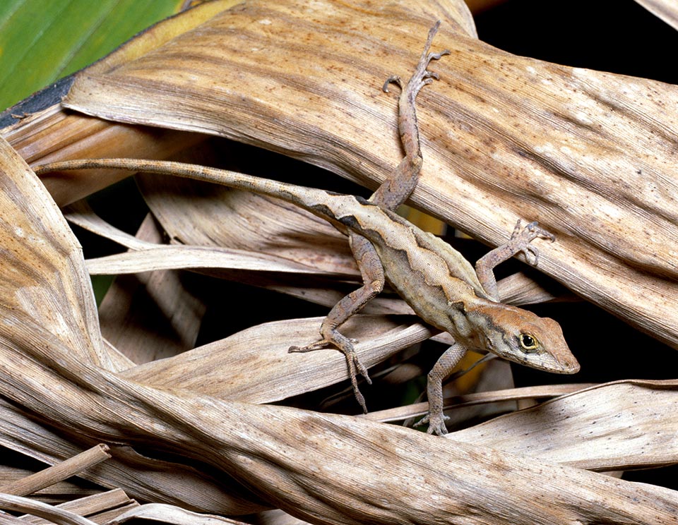 Anolis sagrei 