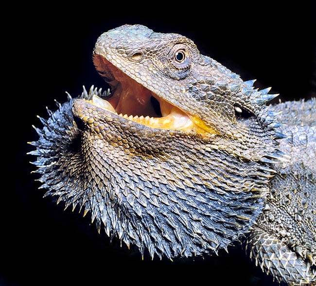 Pogona barbata, Agamidae, Dragon barbu de l'Est 