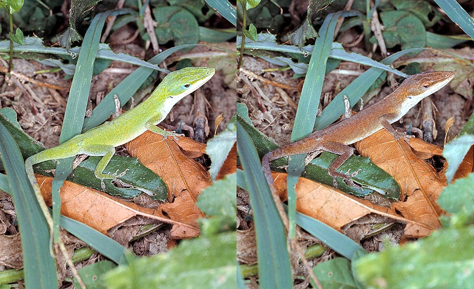 Anolis carolinensis, Dactyloidae