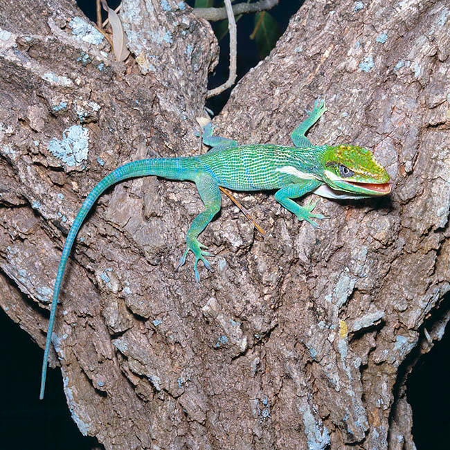 Anolis equestris, knight anole, Cuban knight anole, Cuban giant anole, Dactyloidae