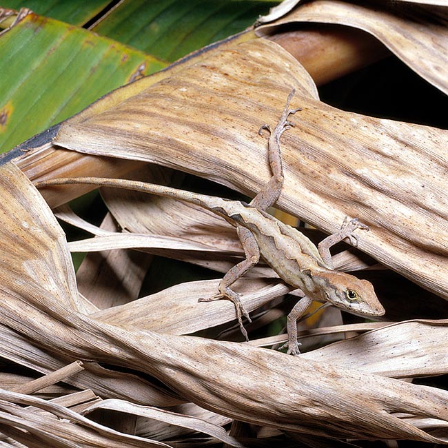 Anolis sagrei, Dactyloidae, anolis pardo, anolis marrón