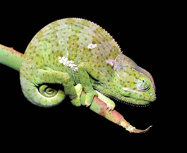 Chamaeleo dilepis, Chamaeleonidae, Flap-necked chameleon 