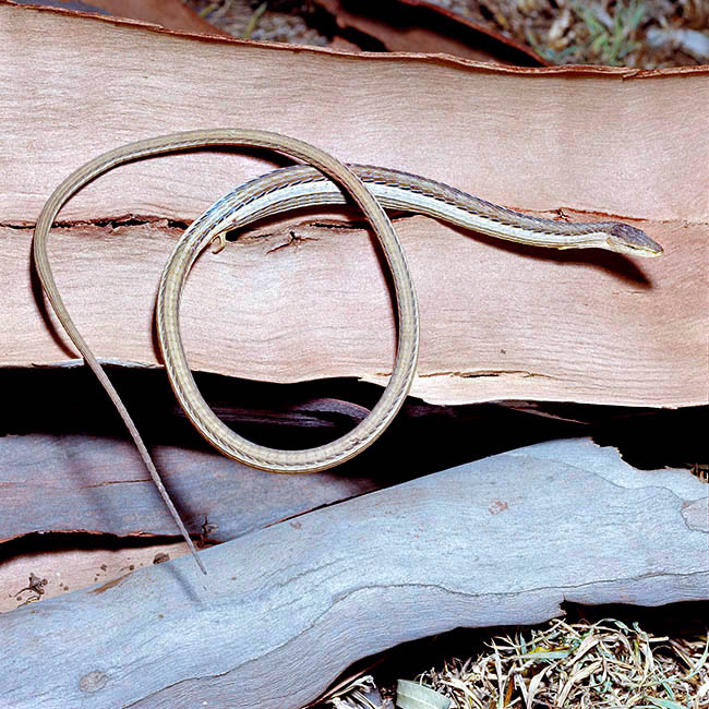 Chamaesaura anguina, Cordylidae, Cape Grass Lizard, Cape Snake Lizard