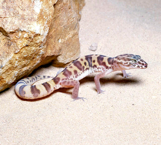 Coleonyx variegatus, Eublepharidae, Western Banded Gecko