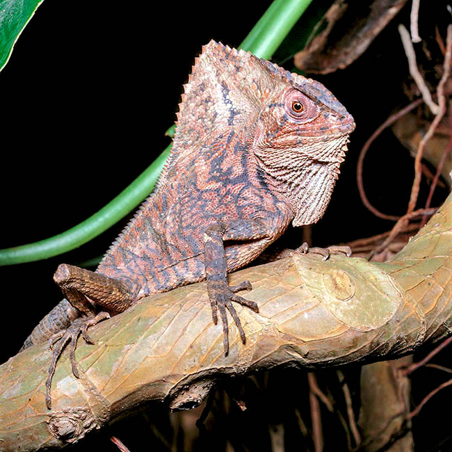 Corytophanes cristatus, Corytophanidae, Smooth Helmeted Iguana