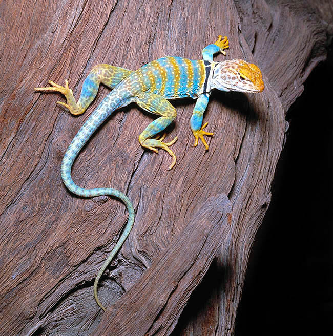 Crotaphytus collaris, Crotaphytidae, Collared Lizard