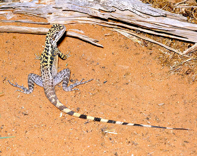 Ctenophorus cristatus, Amphibolurus cristatus, Agamidae