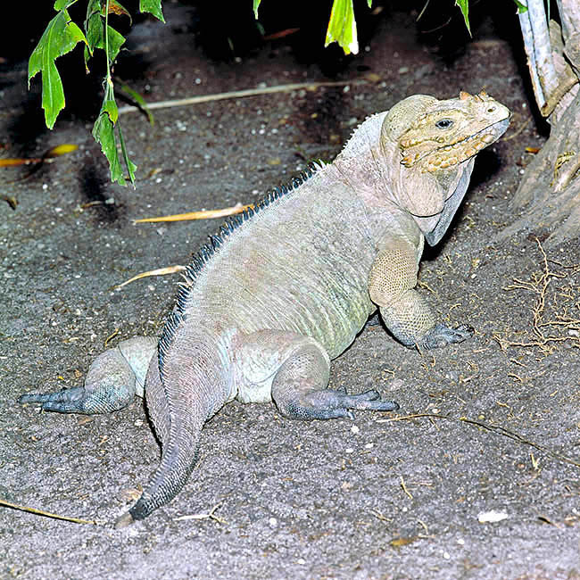 Cyclura cornuta, Iguanidae, iguana cornuda, iguana rinoceronte