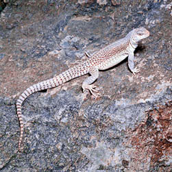 Dipsosaurus dorsalis - Monaco Nature Encyclopedia