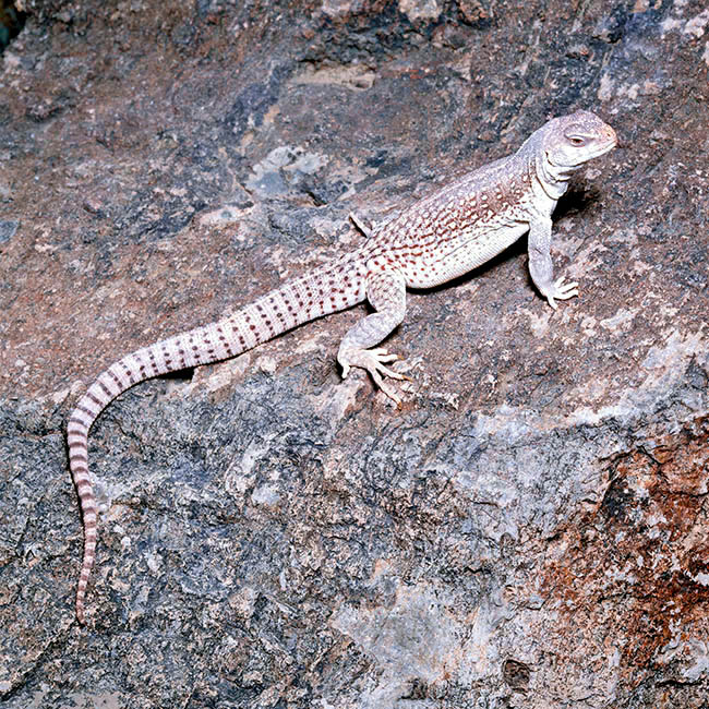 Dipsosaurus dorsalis, Iguanidae, Desert iguana 