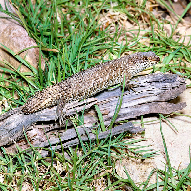 Egernia stokesii, Scincidae