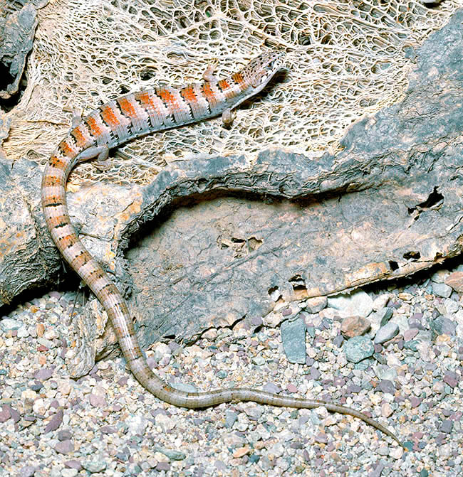 Elgaria kingii, Anguidae, Madrean alligator lizard