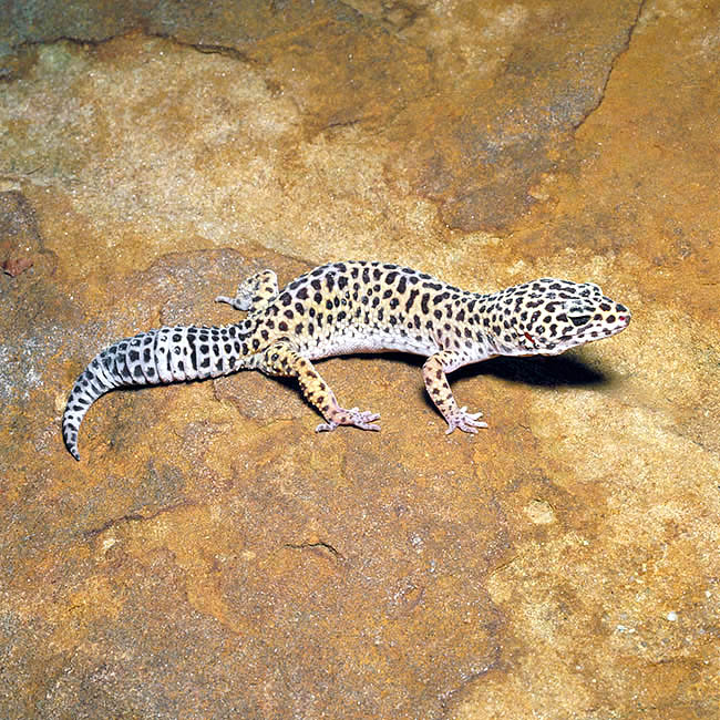 Eublepharis macularius, Eublepharidae, Common Leopard Gecko, Spotted fat-tailed gecko
