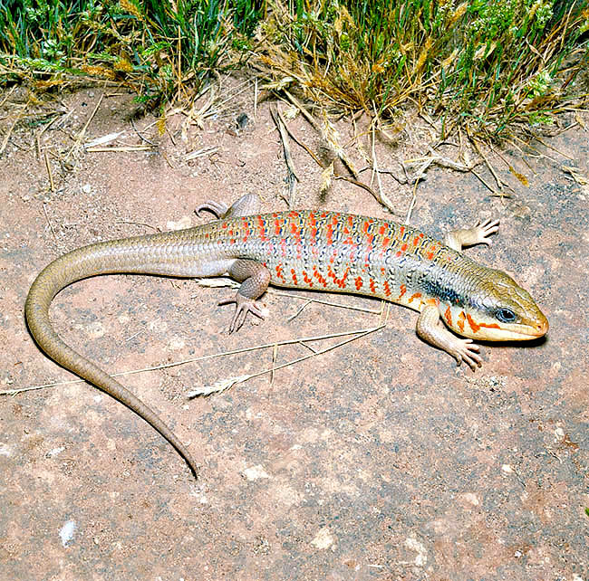 Eumeces algeriensis, Scincidae