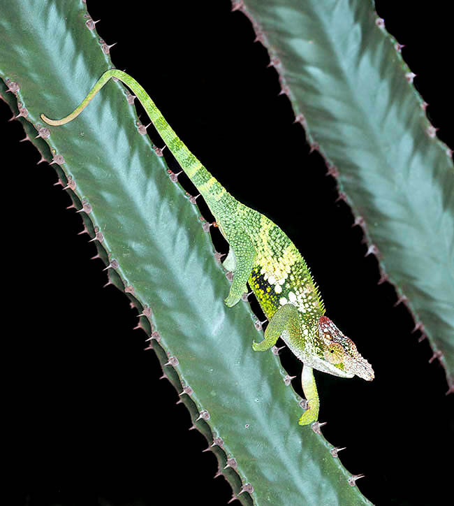 Furcifer balteatus, Chamaeleonidae