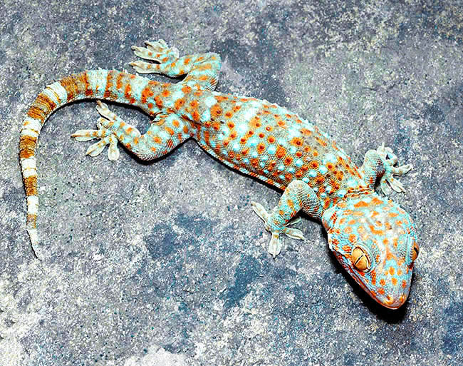 Gekko gecko, Gekkonidae, Tokay Gecko, Tuctoo, Tokeh-tokeh
