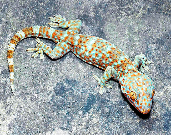 Gekko gecko, Gekkonidae, geco Tokay