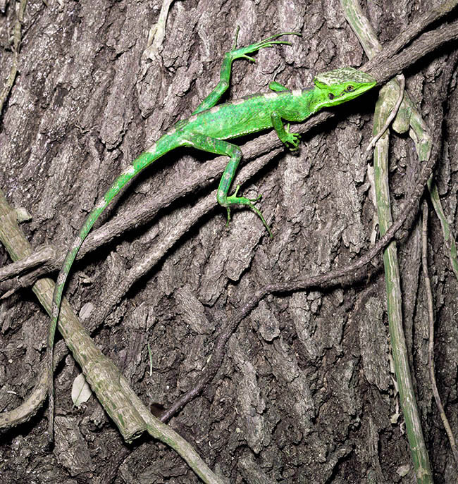 Laemanctus longipes, Corytophanidae, eastern casquehead iguana