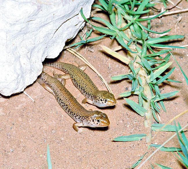 Liopholis inornata, Scincidae, Desert skink