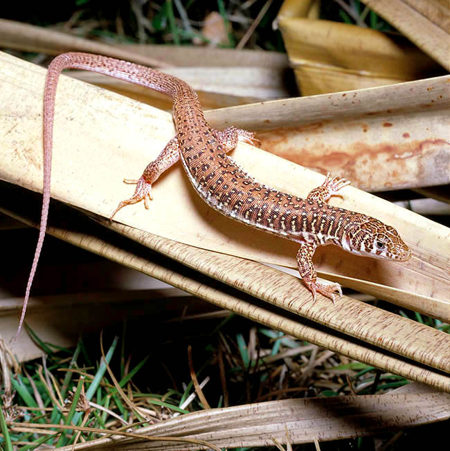 Nucras lalandii, Lacertidae, Delalande's Sandveld Lizard, Laland's Lizard, Delalande's Spotted Lizard