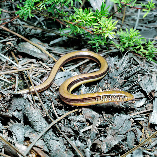 Ophisaurus ventralis, Anguidae, eastern glass lizard