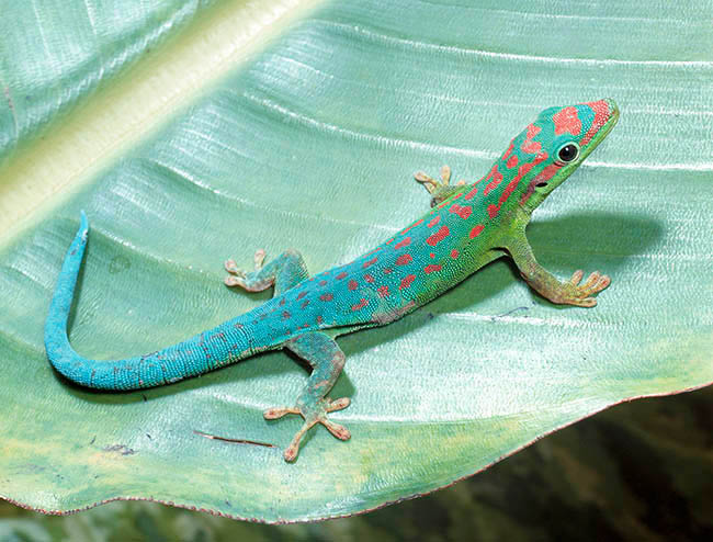 Phelsuma cepediana, Gekkonidae, blue-tailed day gecko