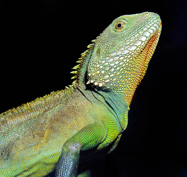 Physignathus cocincinus, Agamidae, Chinese water dragon