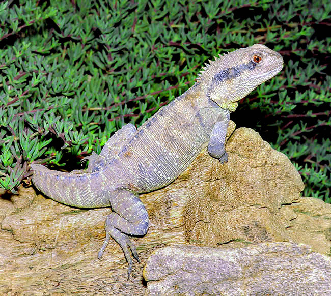 Physignathus lesueurii, Agamidae, Australian water dragon