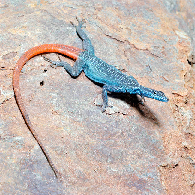 Platysaurus guttatus, Cordylidae, Dwarf flat lizard