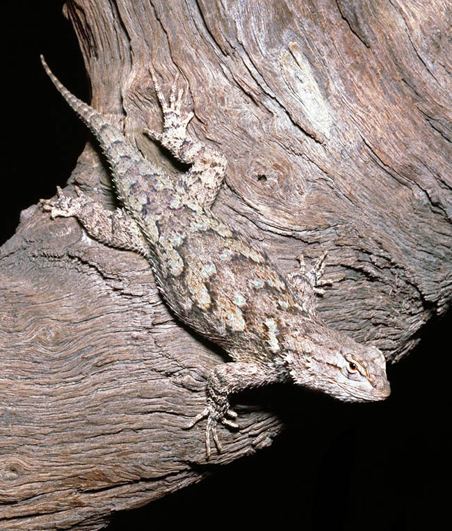 Sceloporus clarkii, Phrynosomatidae