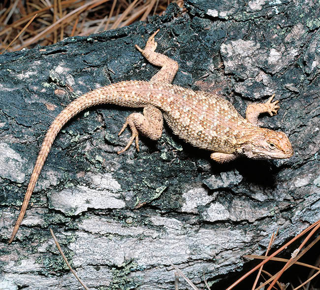 Sceloporus graciosus, Phrynosomatidae