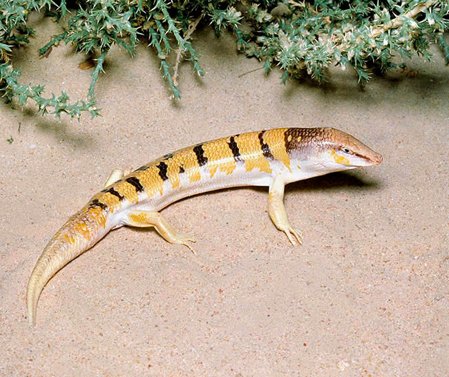 Scincus scincus, Scincidae, sandfish