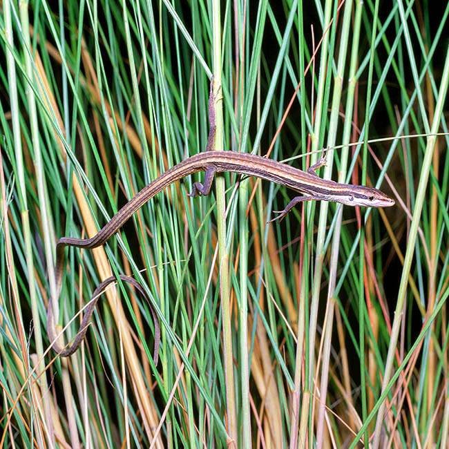 Takydromus sexlineatus, Lacertidae