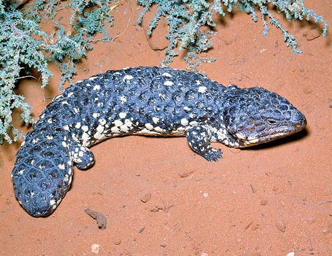 Tiliqua rugosa, Scincidae, Shingleback Lizard, Pinecone lizard, Sleepy Lizard, Shingle-Back, Stumpy Tail Lizard