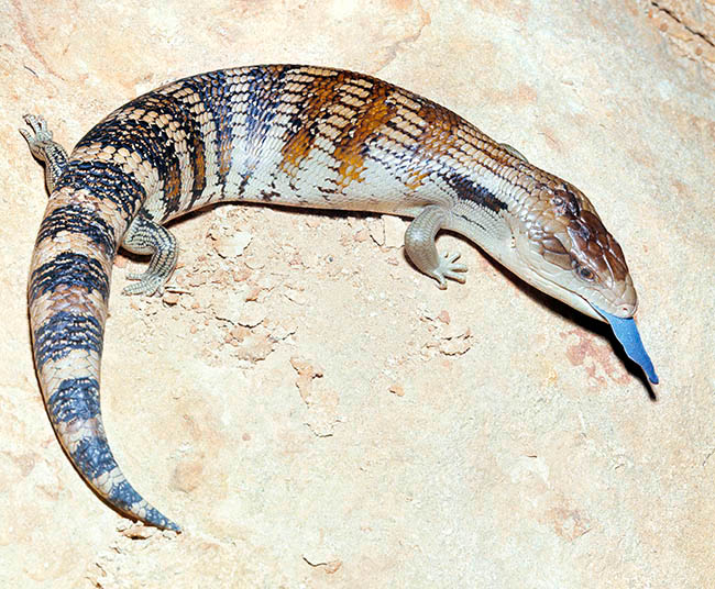 Tiliqua scincoides, Scincidae