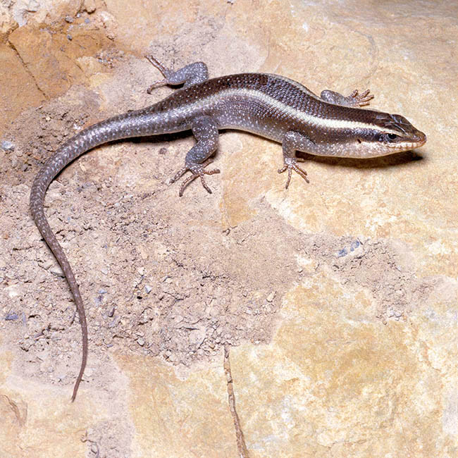 Trachylepis striata, Scincidae