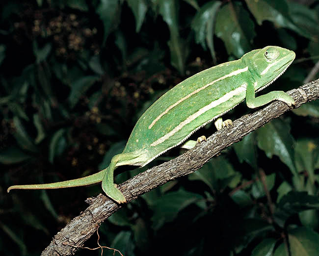 Trioceros bitaeniatus, Chamaeleonidae