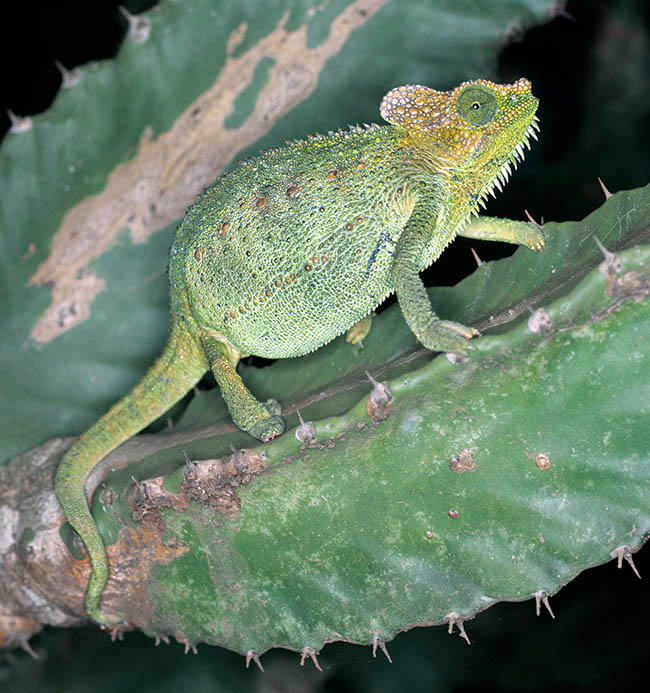 Trioceros hoehnelii, Helmeted chameleon, Chamaeleonidae