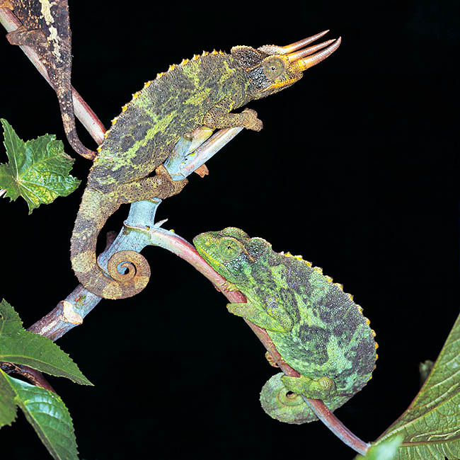 Trioceros jacksonii, Caméléon cornu, Caméléon de Jackson, Chamaeleonidae